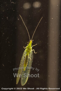 Lacewing insect by We Shoot